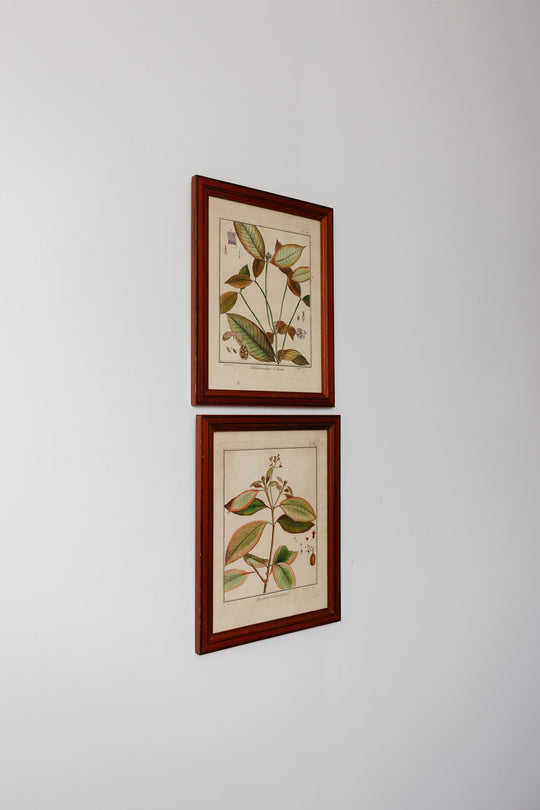 Antique French hand coloured botanical engraving
