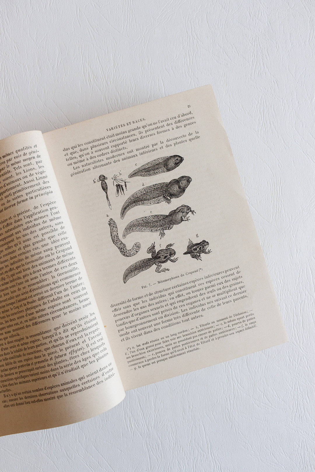 Éléments de zoologie par p. gervais