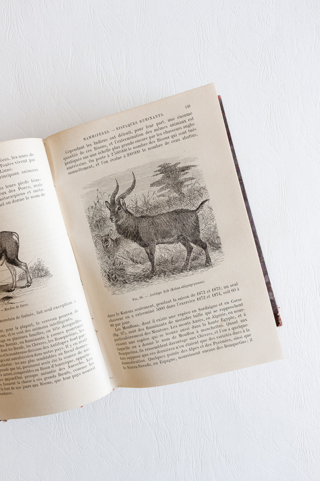 Éléments de zoologie par p. gervais