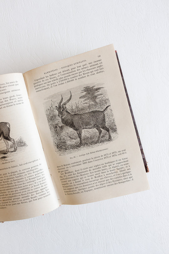 Éléments de zoologie par p. gervais