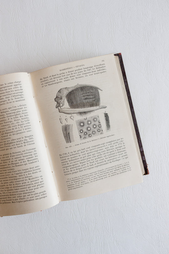 Éléments de zoologie par p. gervais
