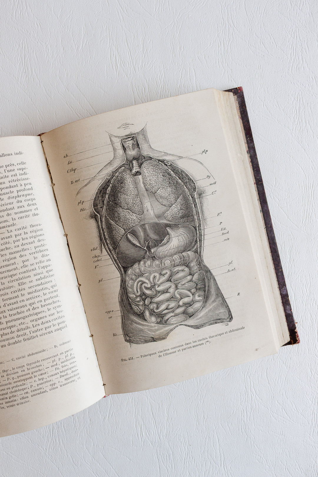 Éléments de zoologie par p. gervais