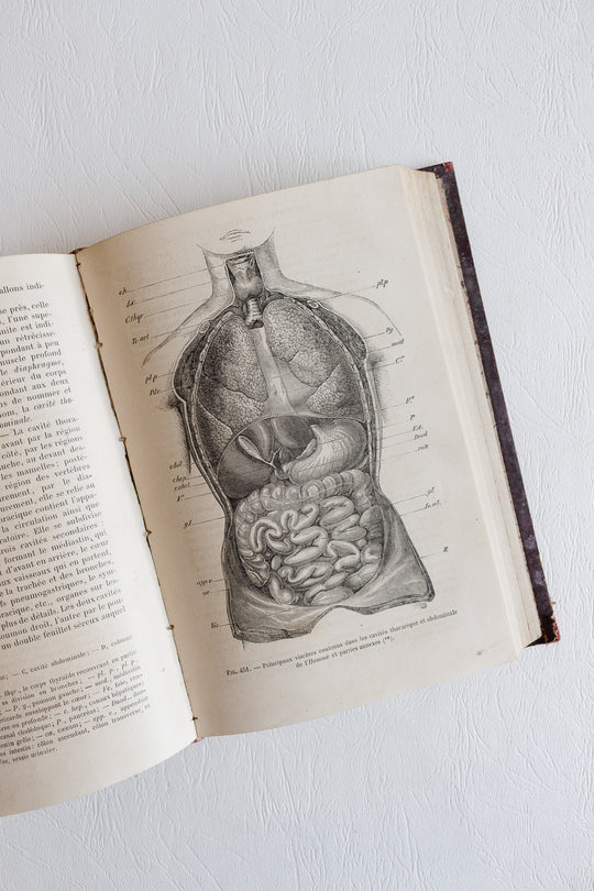 Éléments de zoologie par p. gervais