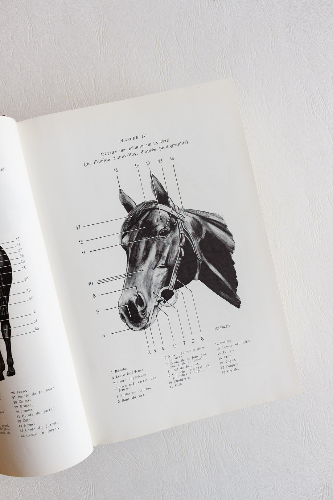 encyclopédie du cheval 1964