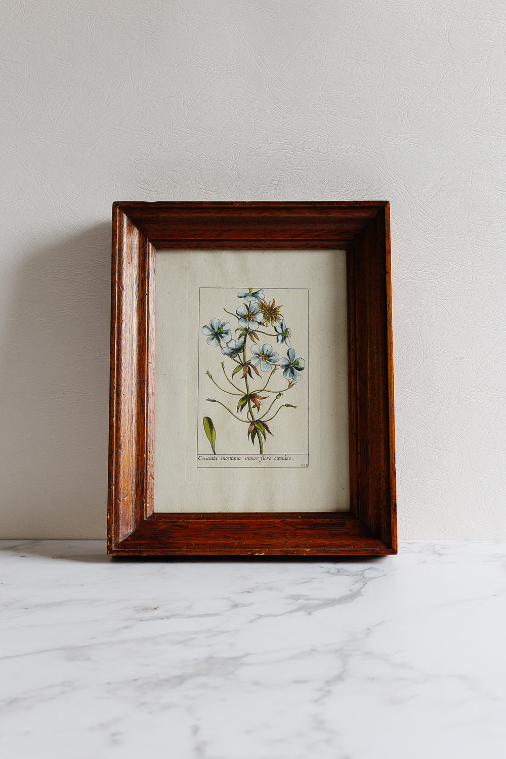 cruciata montana minor flore cœruleo