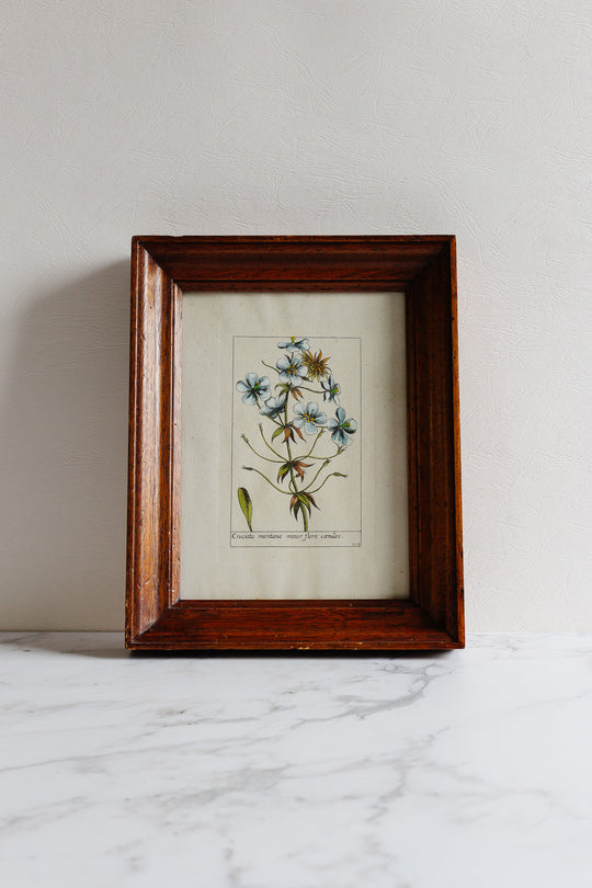 cruciata montana minor flore cœruleo