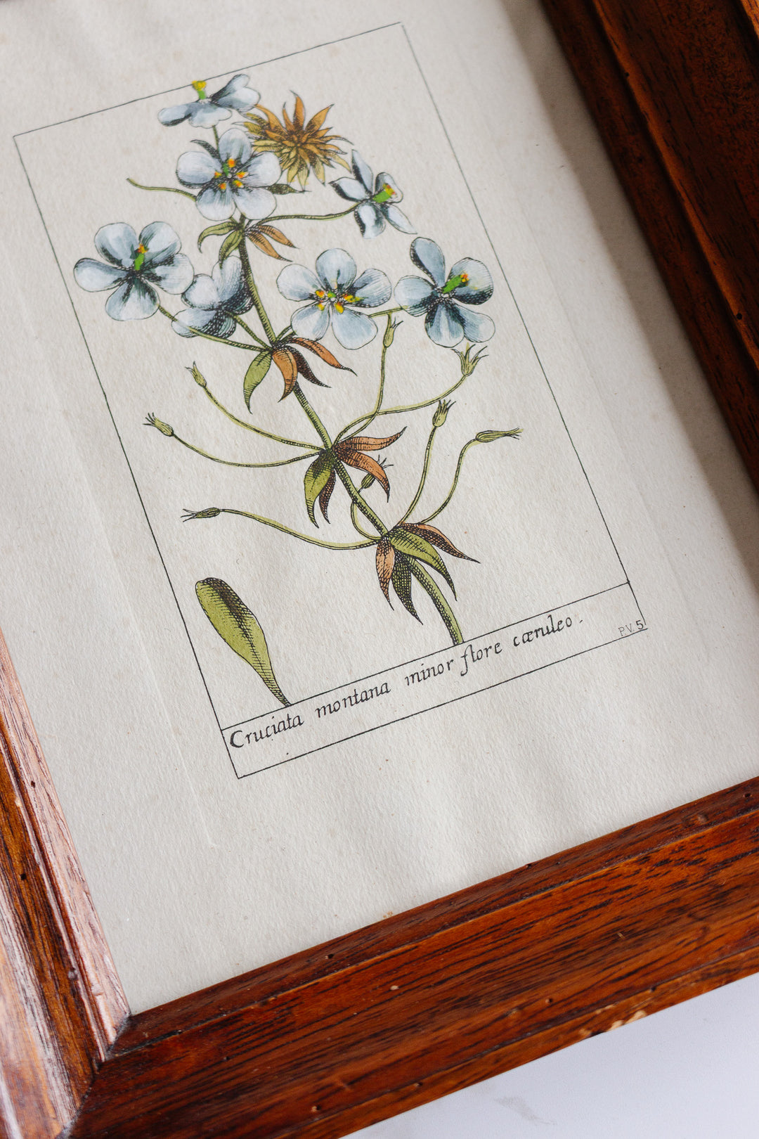 cruciata montana minor flore cœruleo