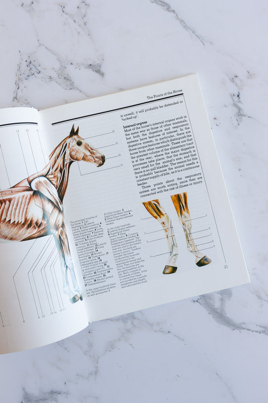 horse identifier, a pictoral guide to horses