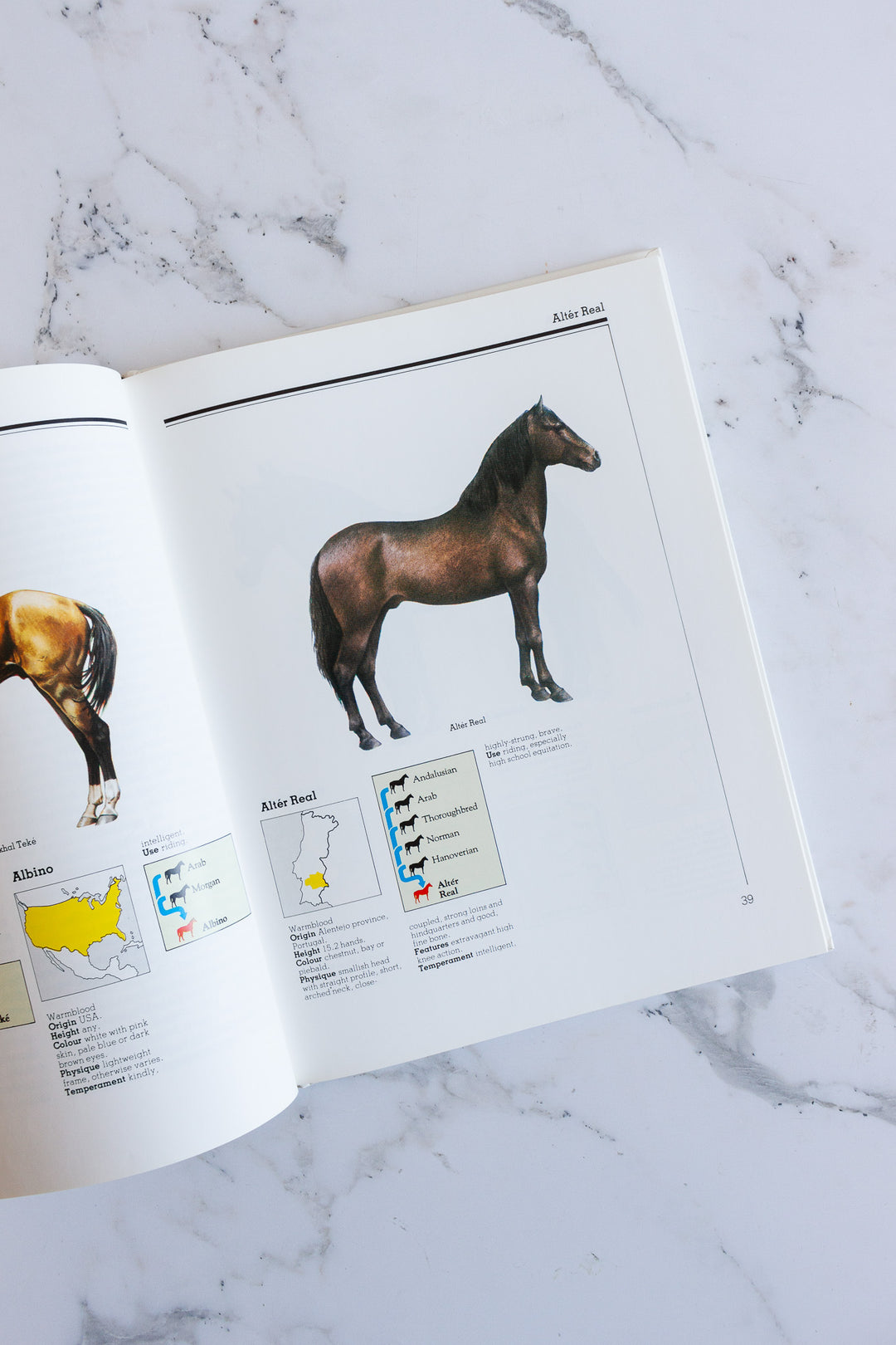 horse identifier, a pictoral guide to horses