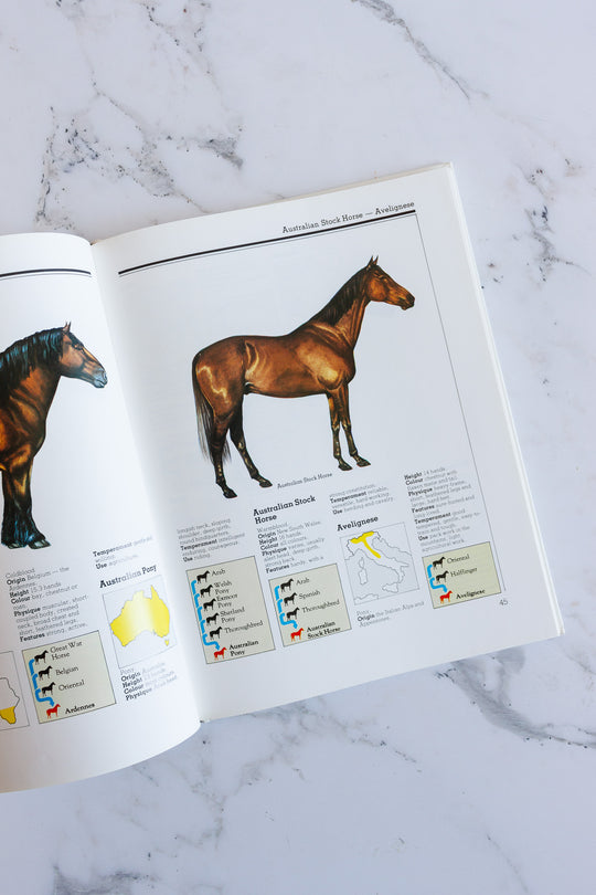 horse identifier, a pictoral guide to horses