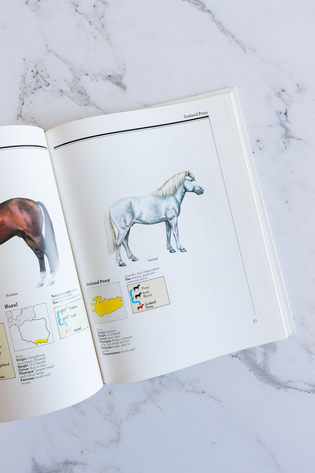 horse identifier, a pictoral guide to horses