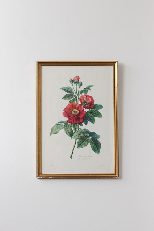 rose de provins (rosa gallica) antique stipple engraving