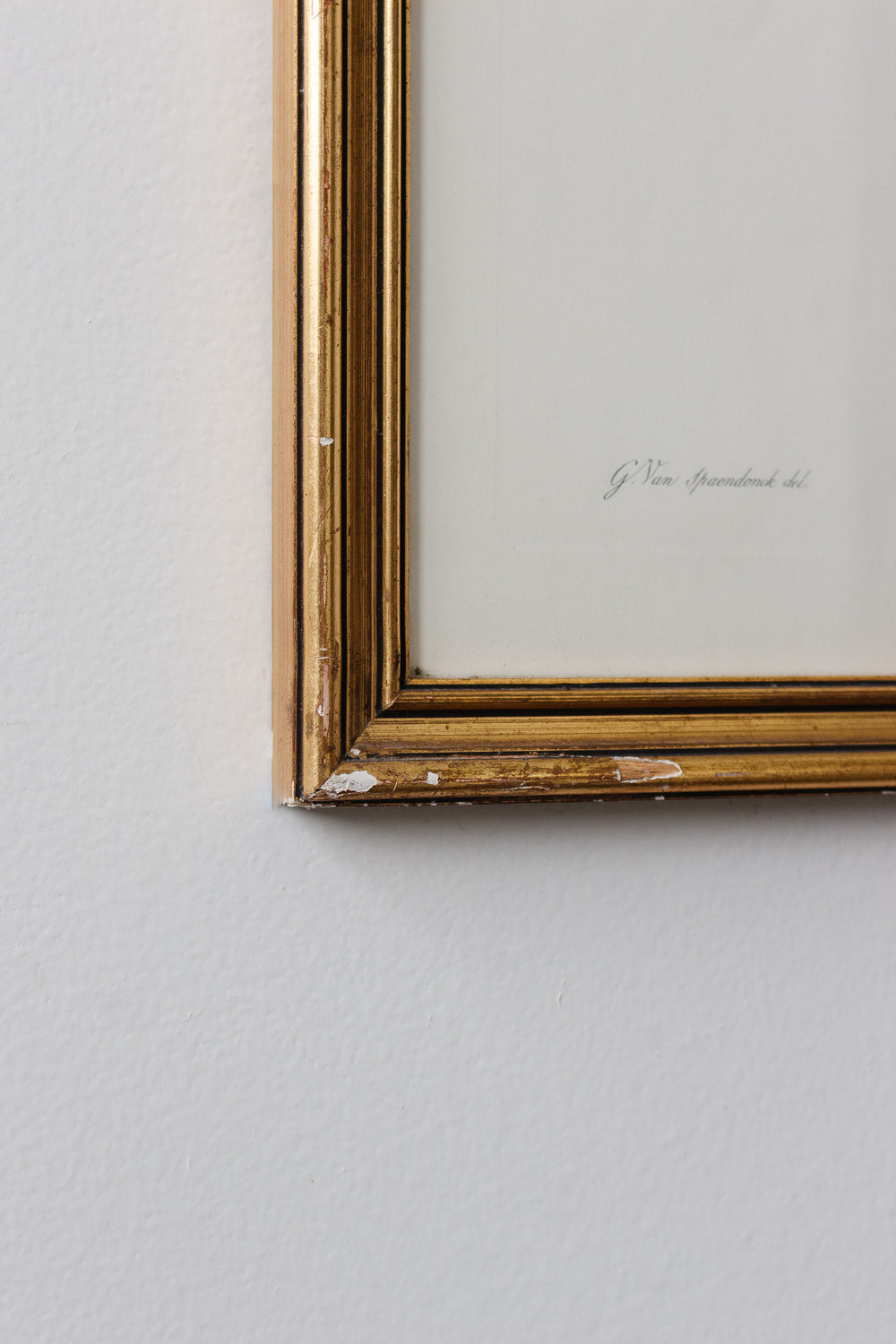 rose de provins (rosa gallica) antique stipple engraving