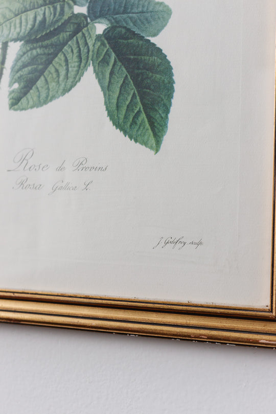 rose de provins (rosa gallica) antique stipple engraving