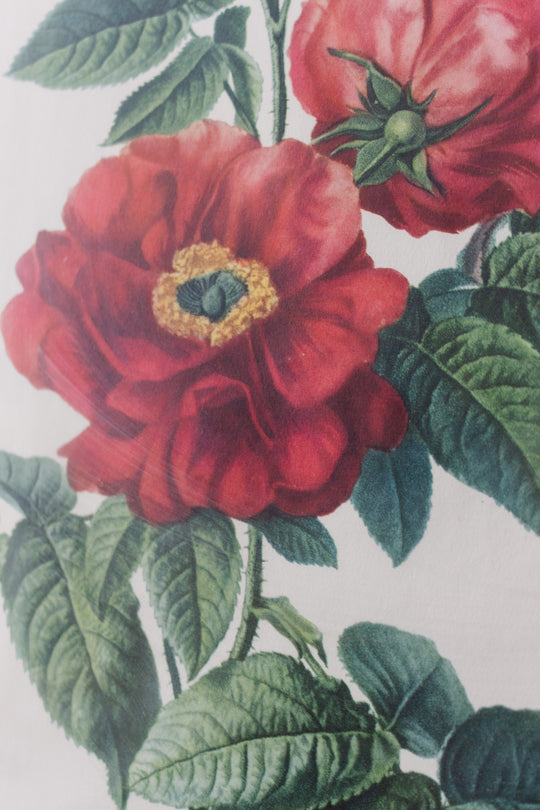 rose de provins (rosa gallica) antique stipple engraving