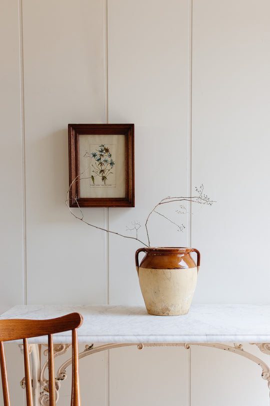 cruciata montana minor flore cœruleo