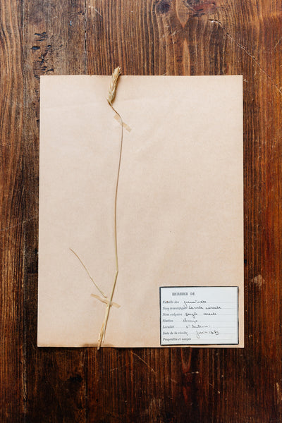 1930s french botanical sample no.04