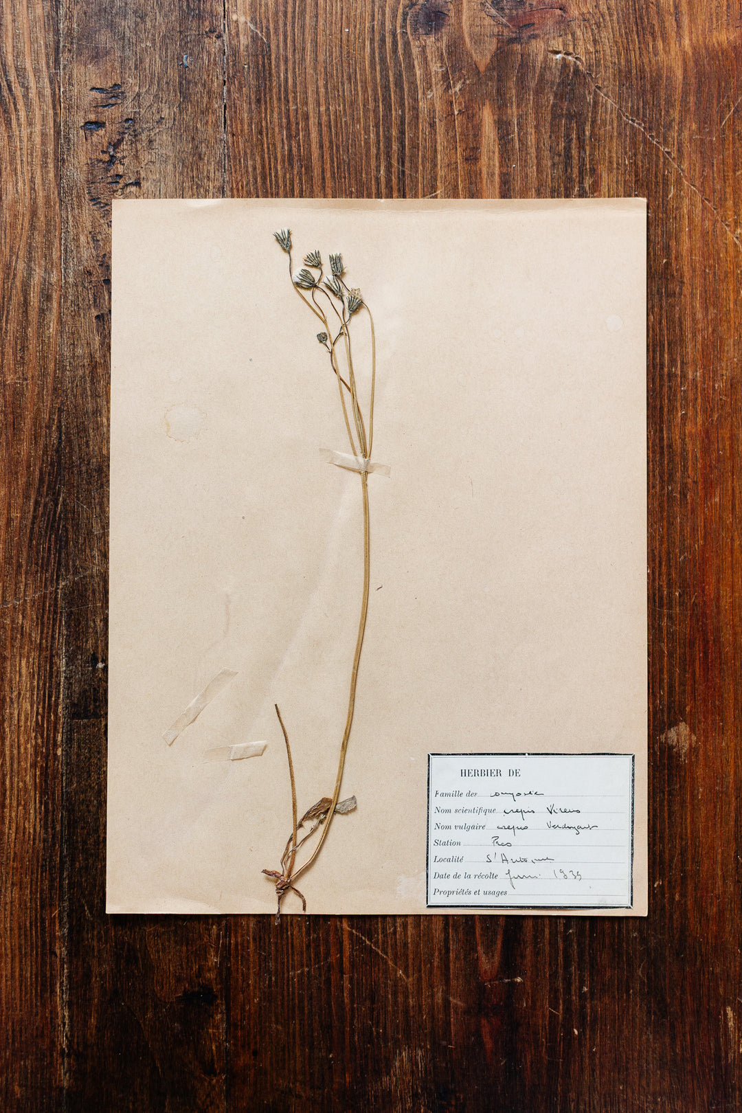 1930s french botanical sample no.05