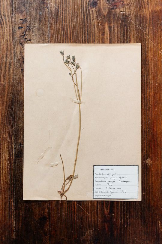 1930s french botanical sample no.05