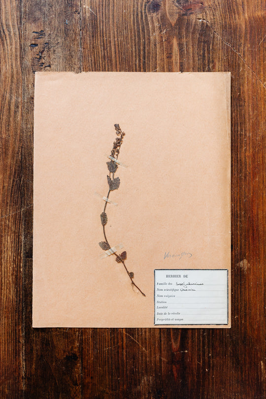 1930s french botanical sample no.09