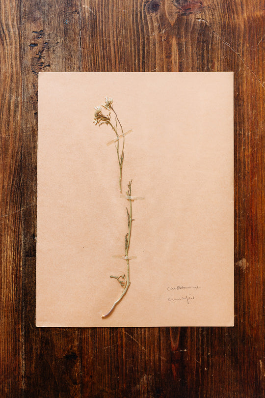 1930s french botanical sample no.10