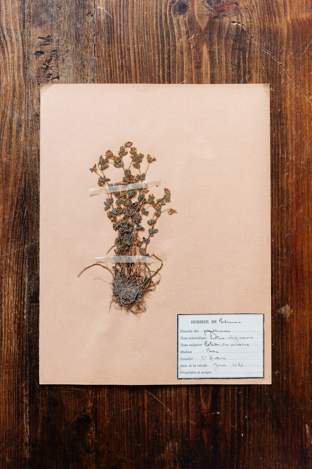 1930s french botanical sample no.12