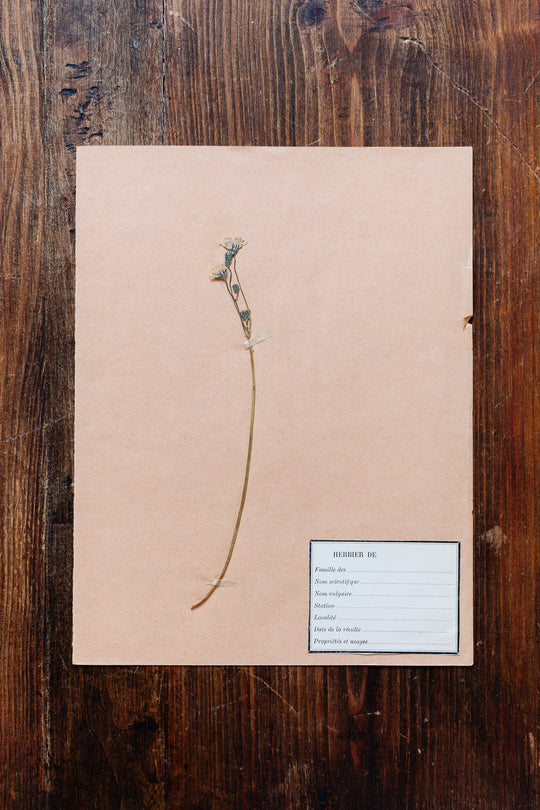 1930s french botanical sample no.21