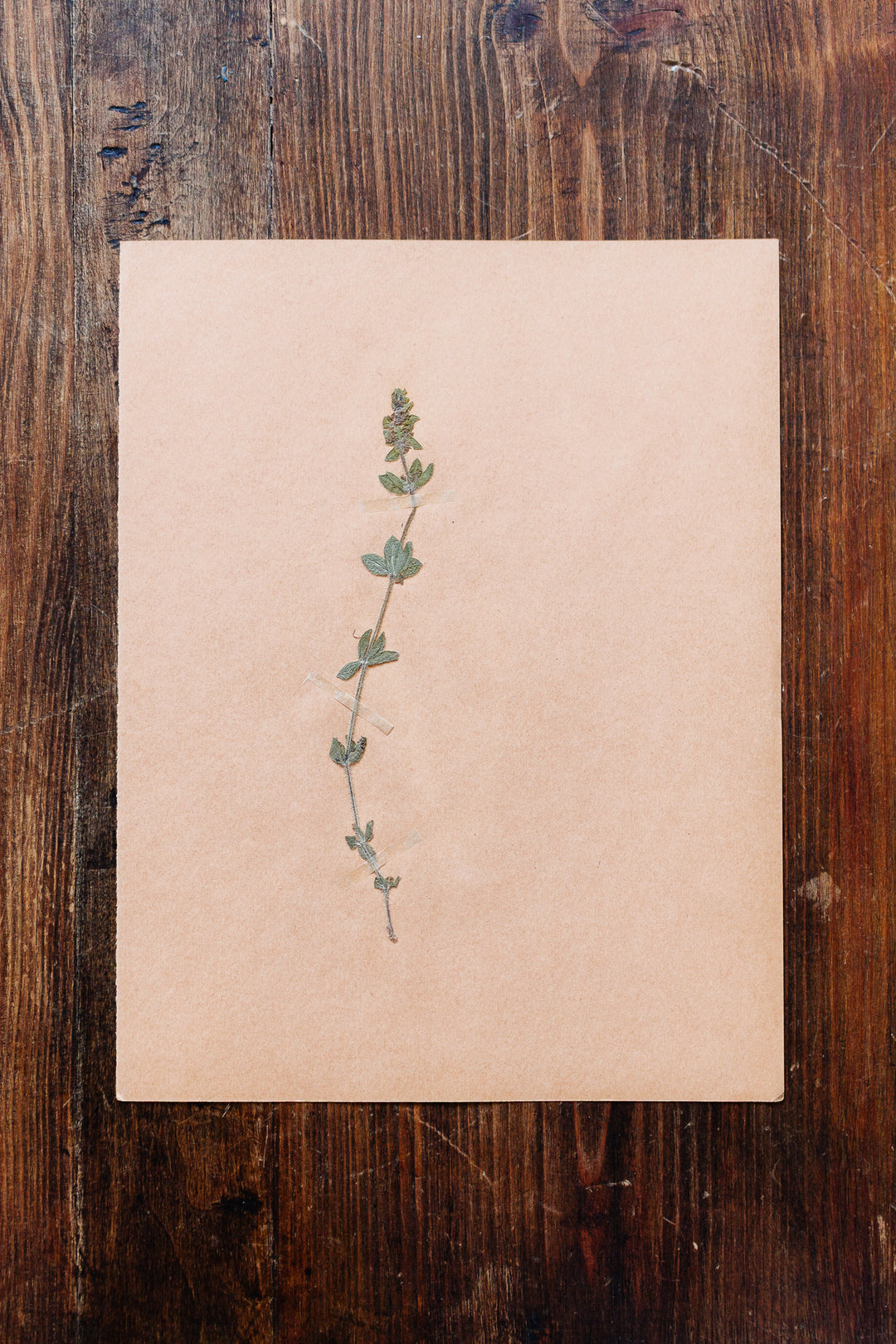 1930s french botanical sample no.22