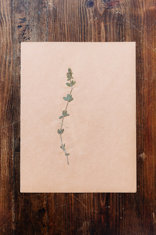 1930s french botanical sample no.22