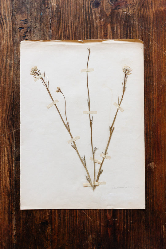 1930s french botanical sample no.23