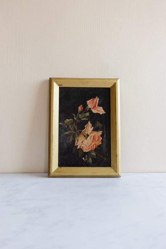 roses éternelles nocturnes