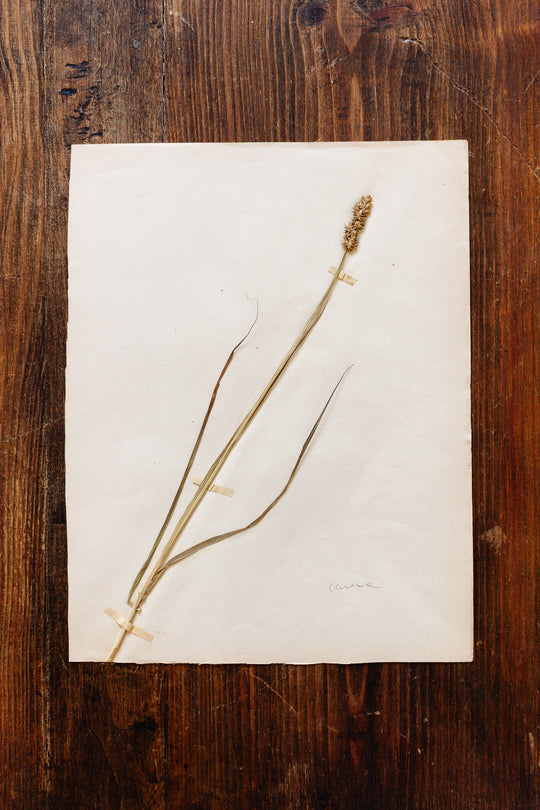 1930s french botanical sample no.25