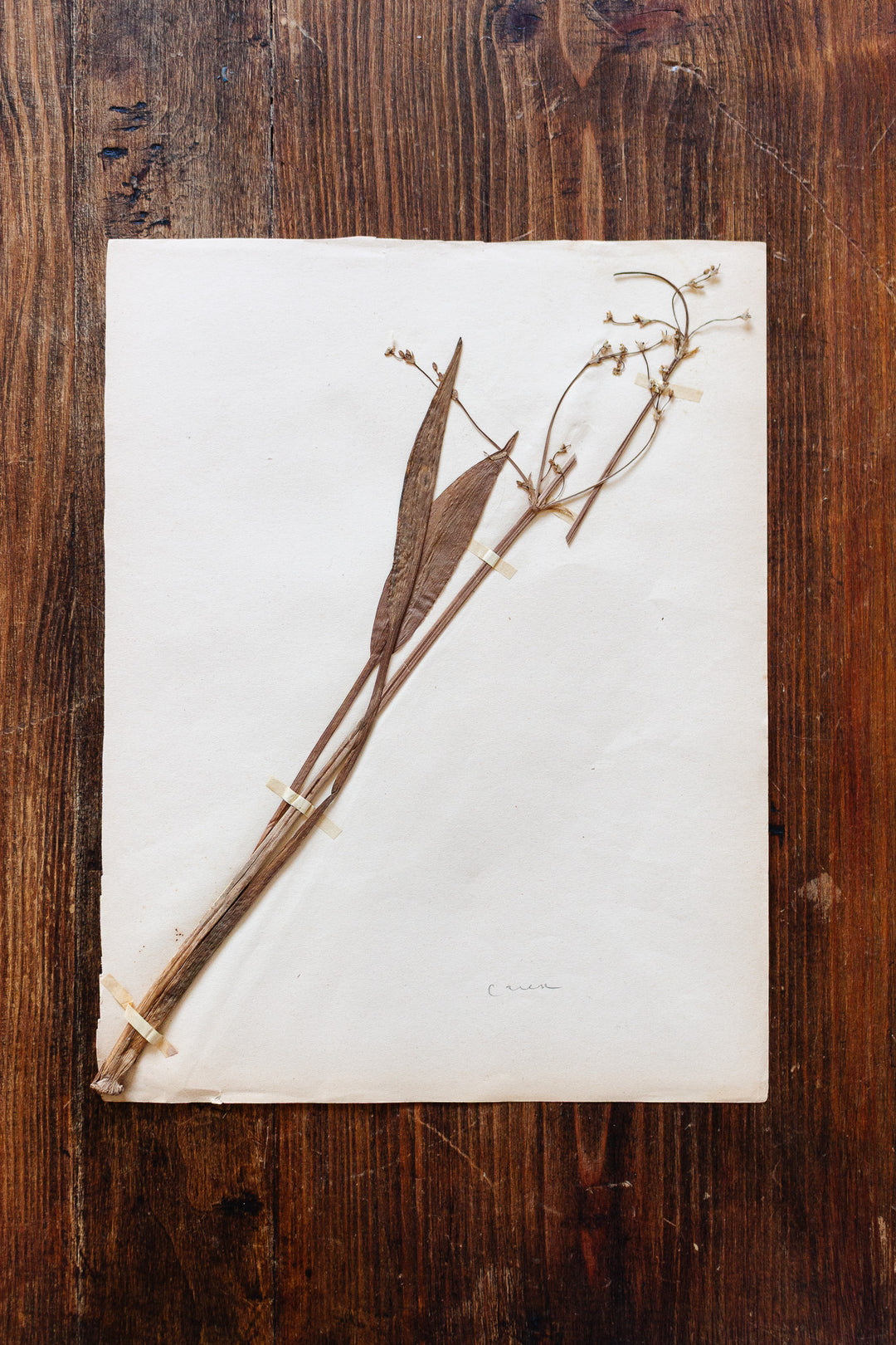 1930s french botanical sample no.26