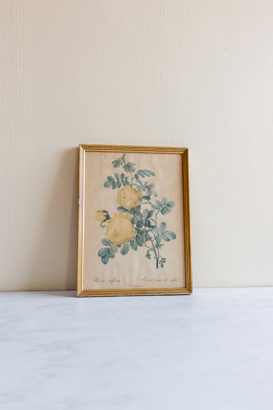 vintage french "rosier jaune" framed print by Redouté