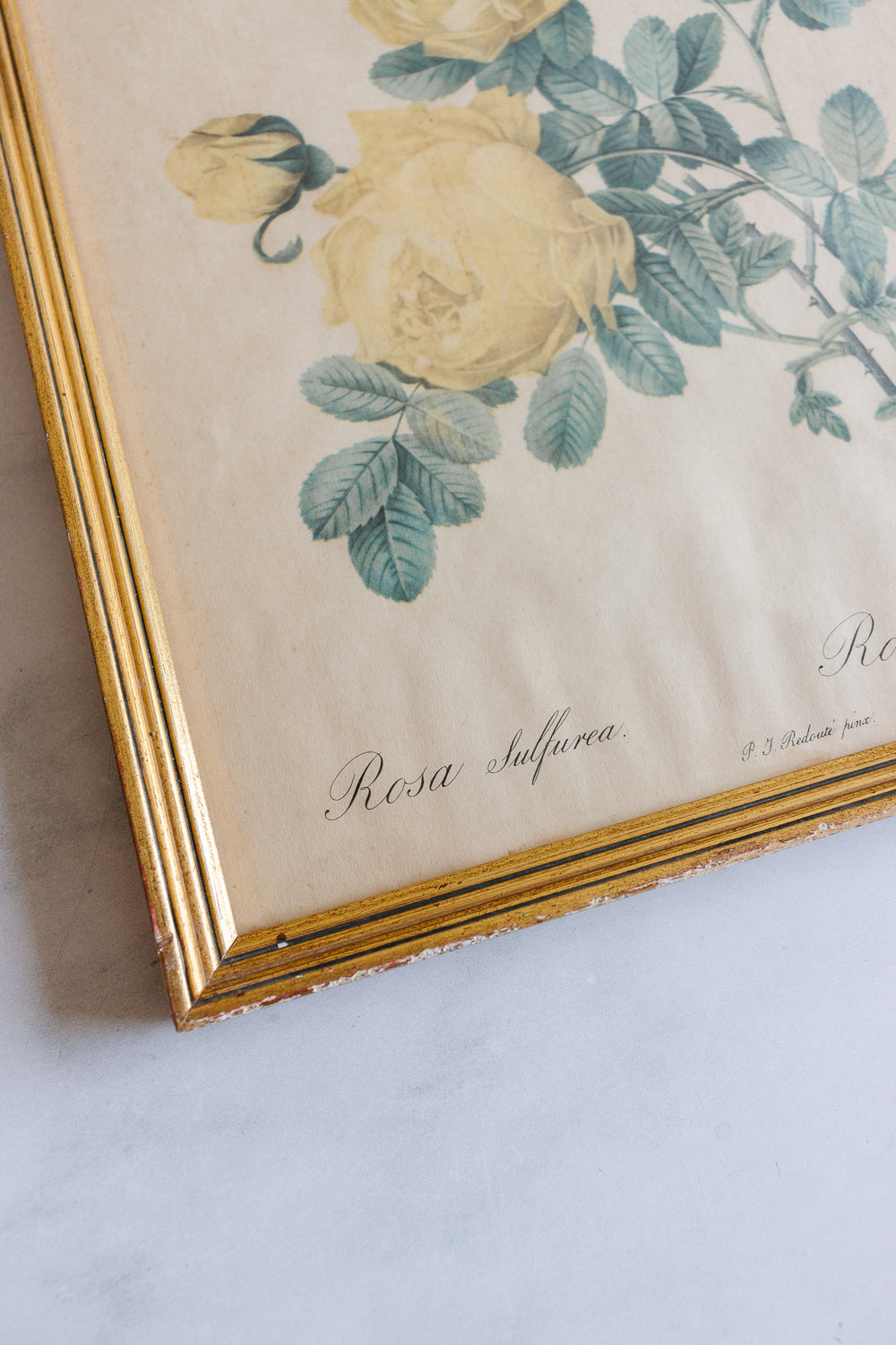 vintage french "rosier jaune" framed print by Redouté