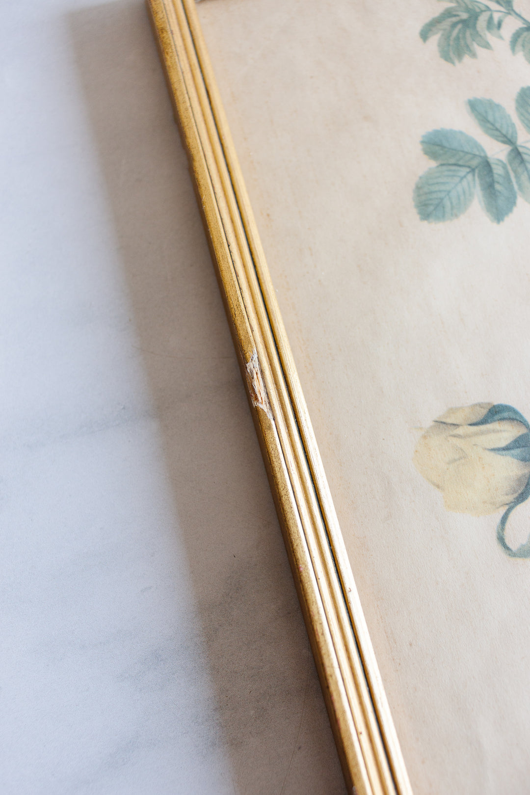 vintage french "rosier jaune" framed print by Redouté