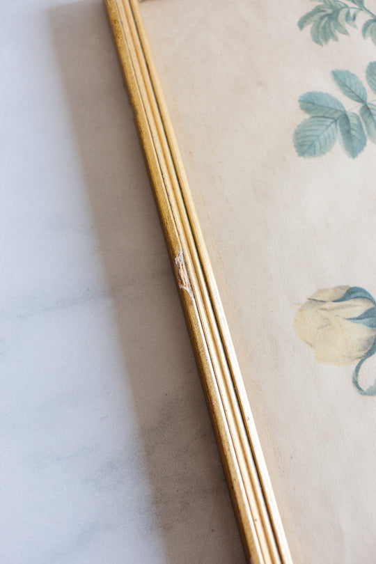 vintage french "rosier jaune" framed print by Redouté