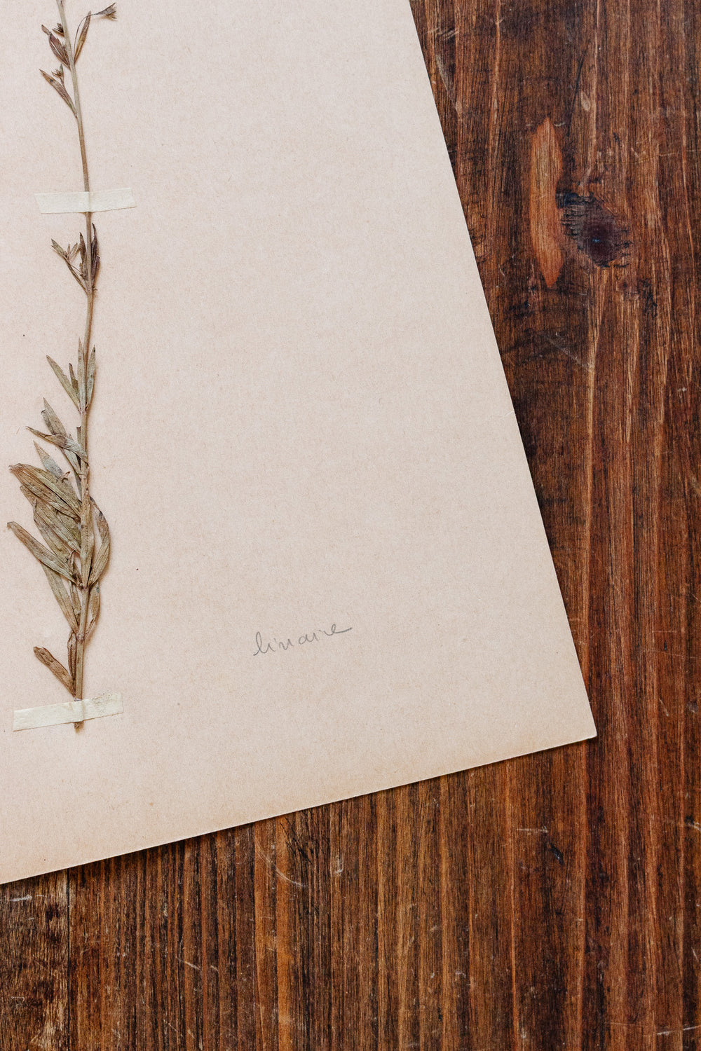 1930s french botanical sample no.01