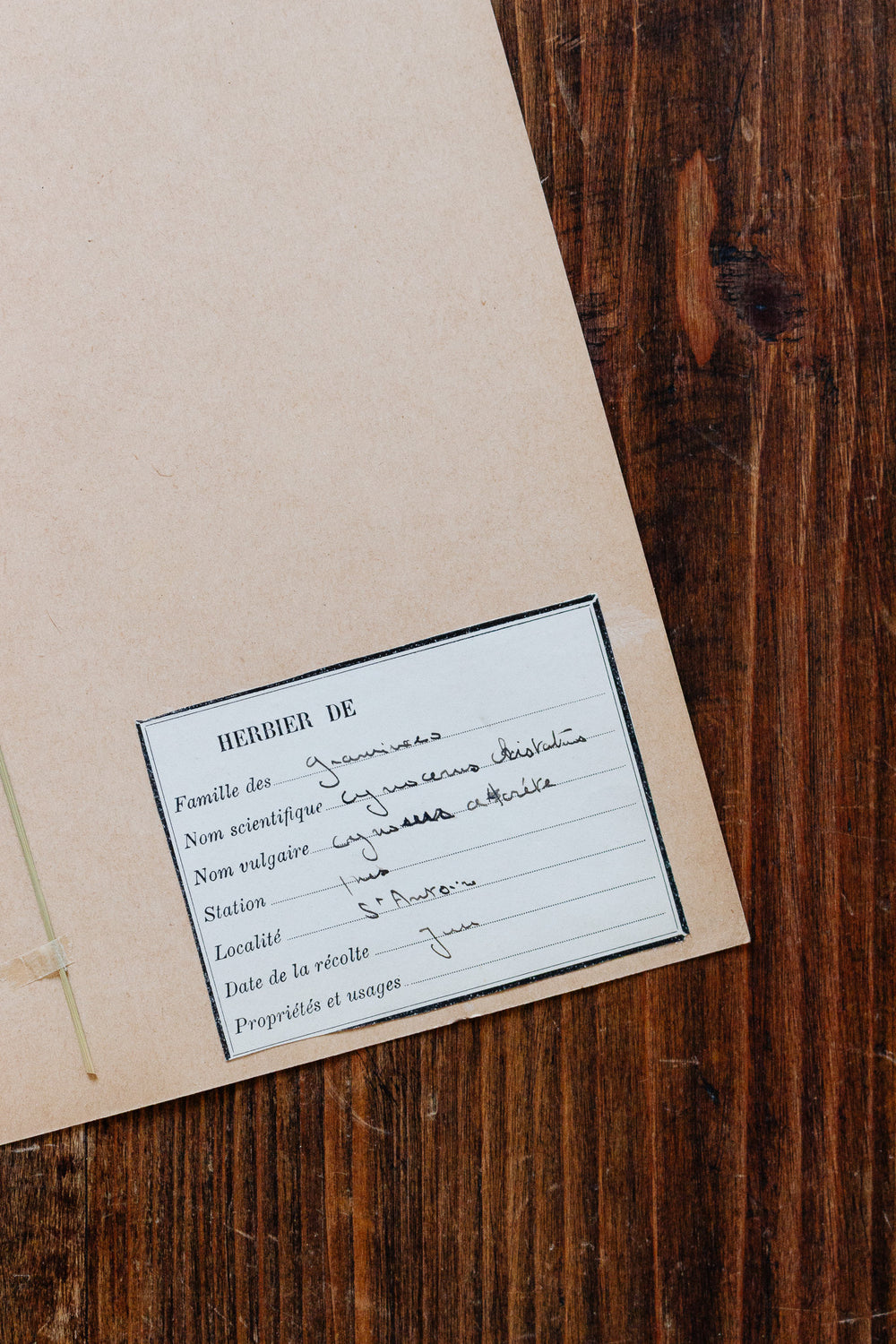 1930s french botanical sample no.02