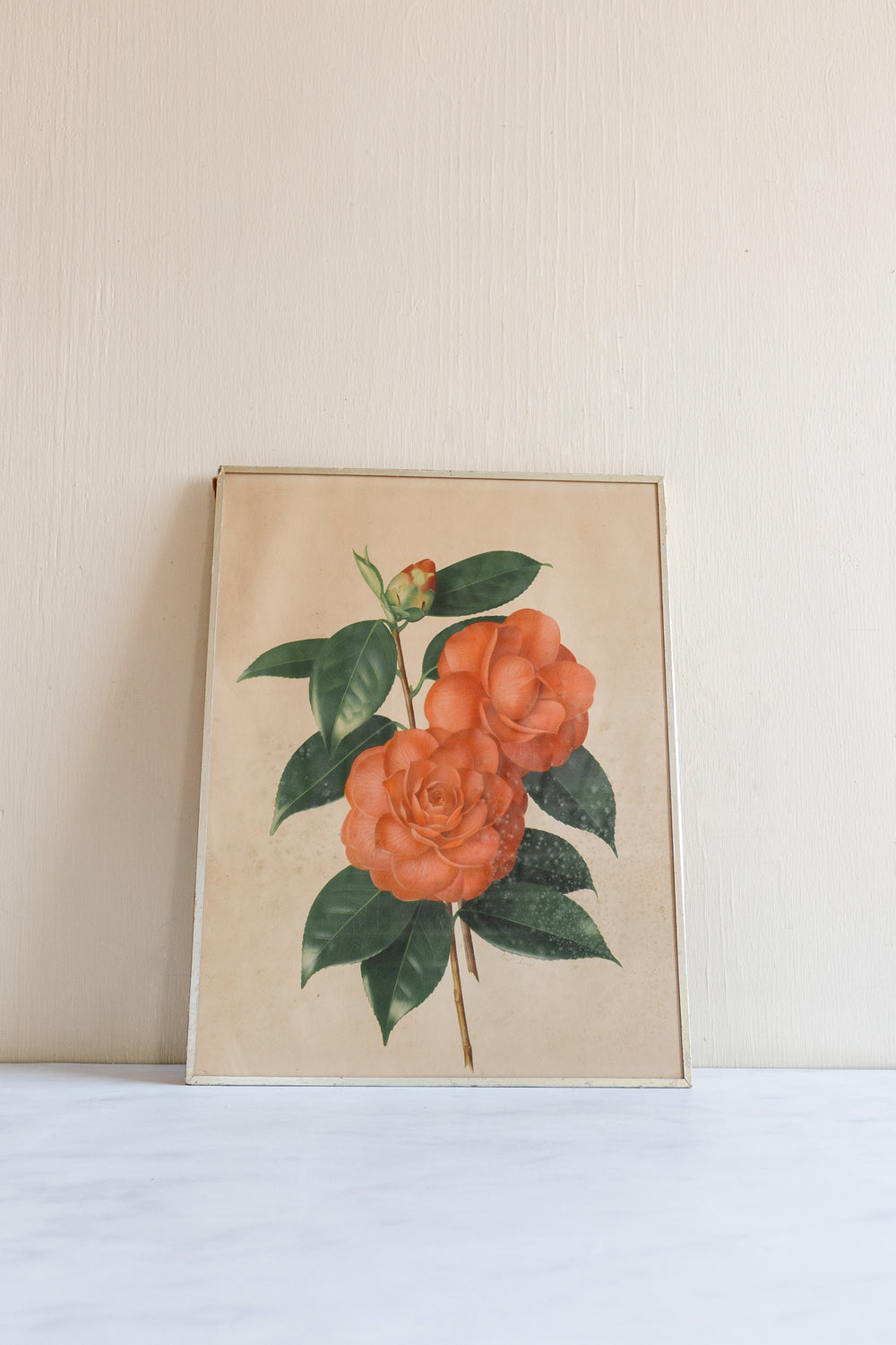 vintage French framed botanical lithograph