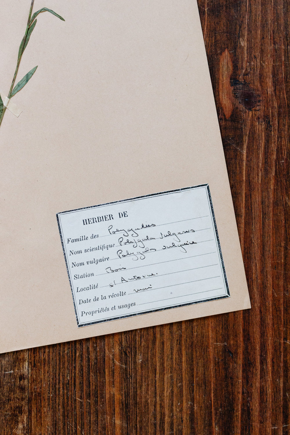 1930s french botanical sample no.07