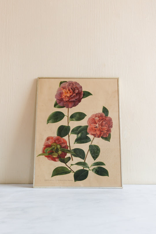 vintage French framed botanical lithograph