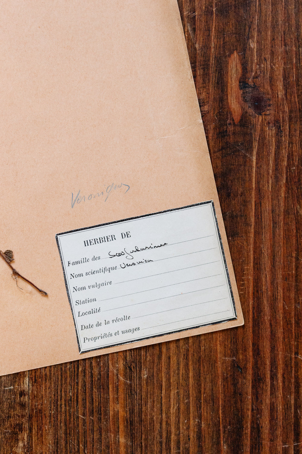 1930s french botanical sample no.09