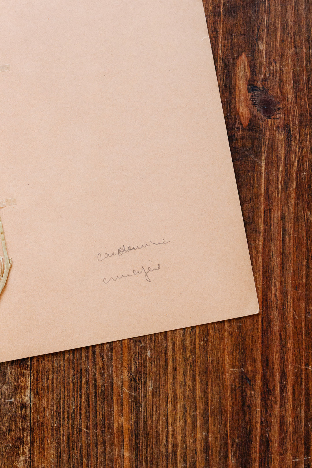 1930s french botanical sample no.10