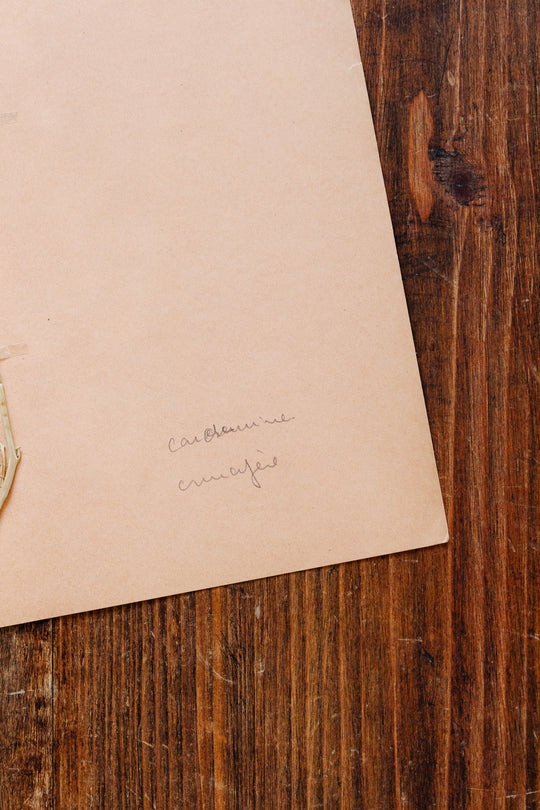 1930s french botanical sample no.10