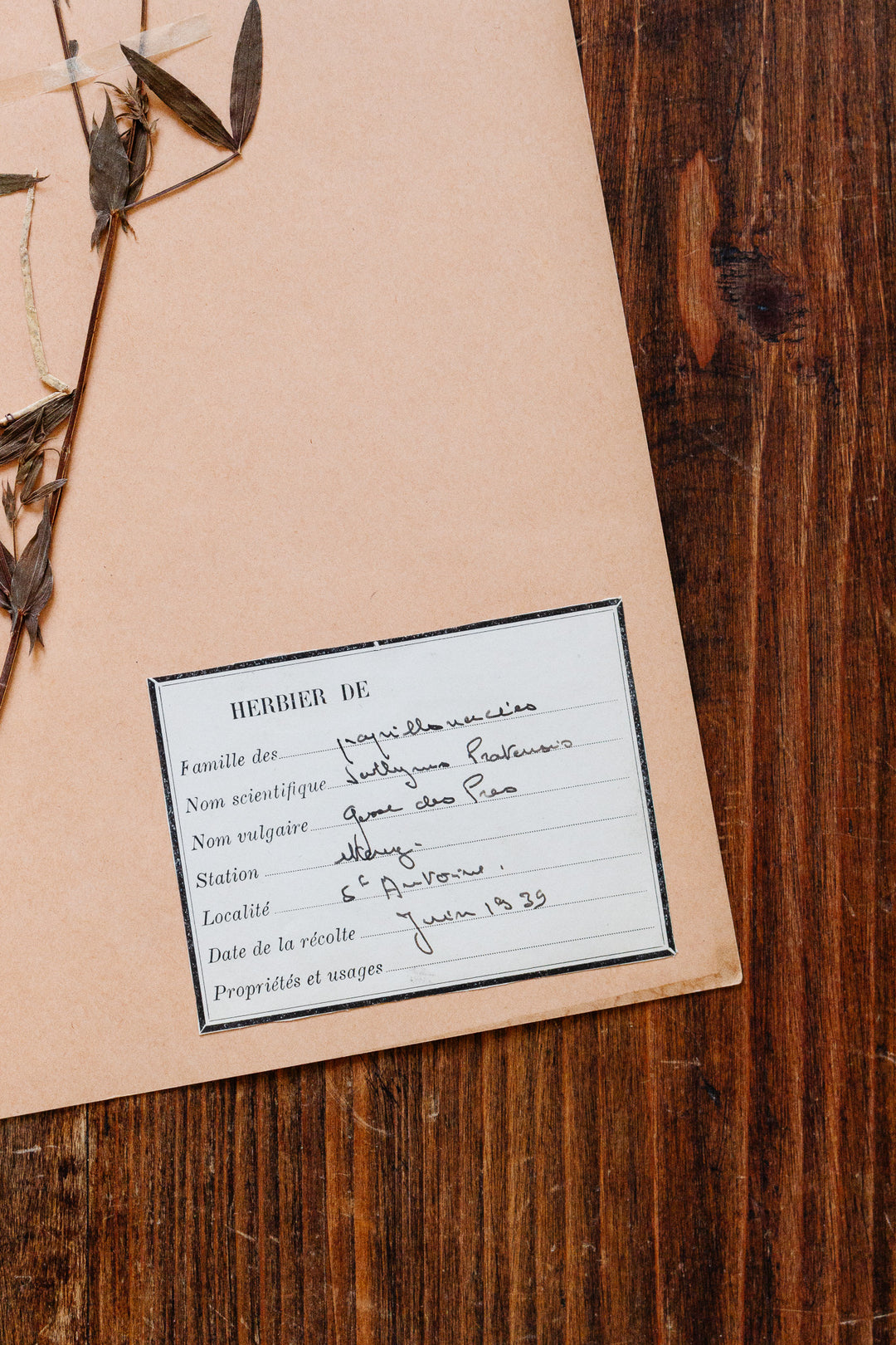 1930s french botanical sample no.11