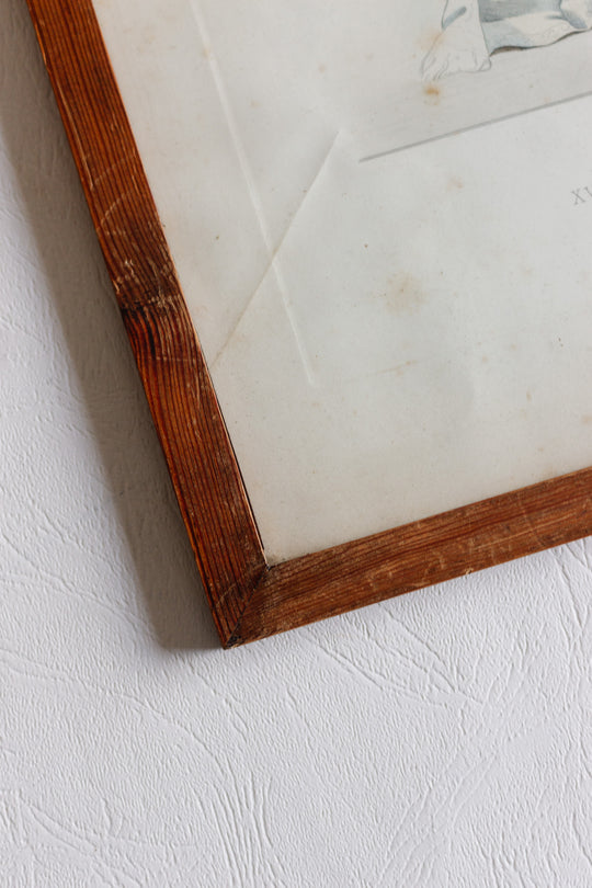 Pair of hand coloured lithographs with hand written note backing circa 1825 to 1890