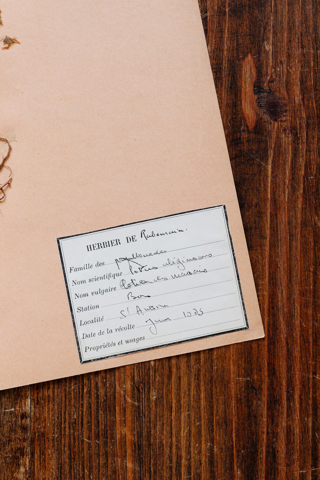 1930s french botanical sample no.12