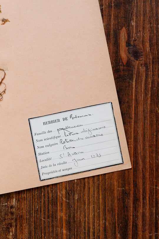 1930s french botanical sample no.12
