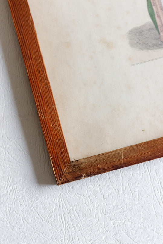 Pair of hand coloured lithographs with hand written note backing circa 1825 to 1890